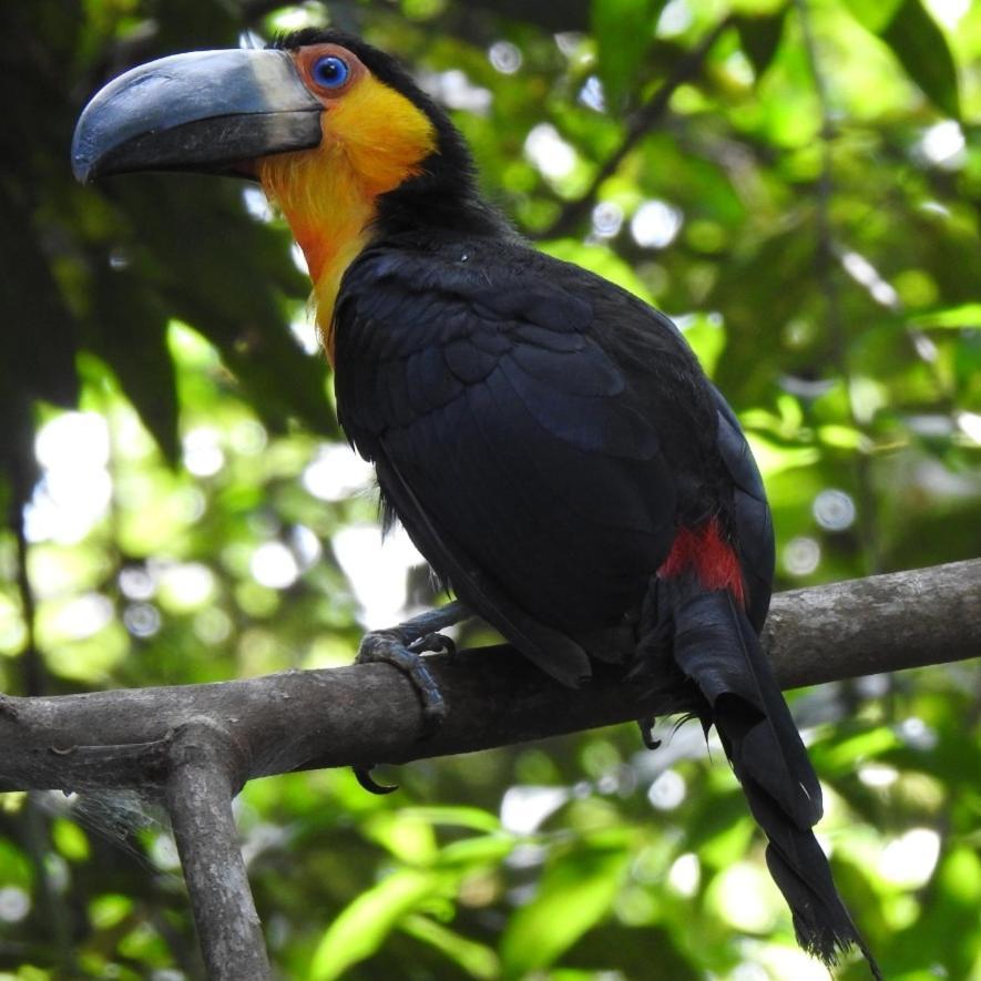 Arua Observacao De Vida Silvestre Praia do Forte Bagian luar foto